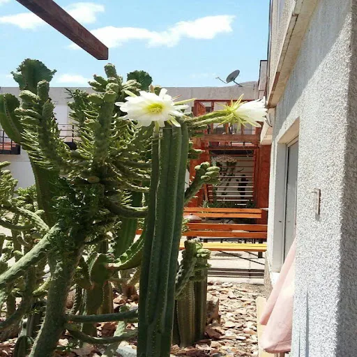 Hostal Atacama en Caldera